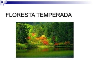 FLORESTA TEMPERADA
 