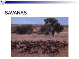 SAVANAS
 