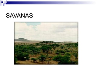 SAVANAS
 