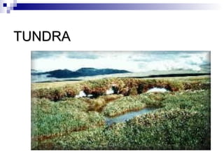 TUNDRA
 