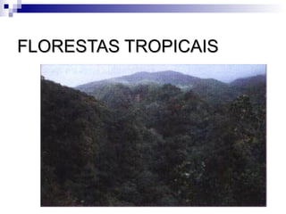 FLORESTAS TROPICAIS
 