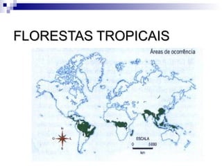 FLORESTAS TROPICAIS
 