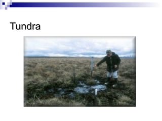 Tundra
 