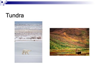 Tundra
 