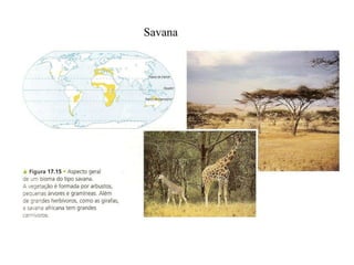 Savana
 