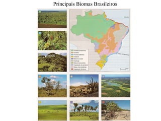 Principais Biomas Brasileiros
 