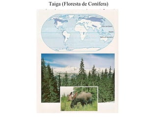 Taiga (Floresta de Conífera)
 