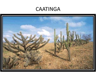 CAATINGA
 