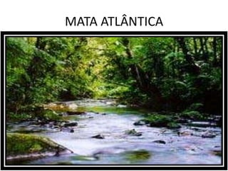 MATA ATLÂNTICA
 