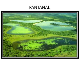PANTANAL
 