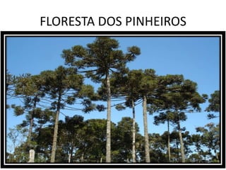 FLORESTA DOS PINHEIROS
 