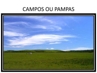 CAMPOS OU PAMPAS
 