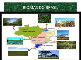 BIOMAS DO BRASIL
 