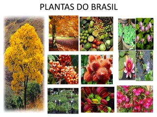 PLANTAS DO BRASIL
 