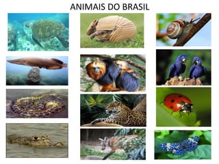 ANIMAIS DO BRASIL
 