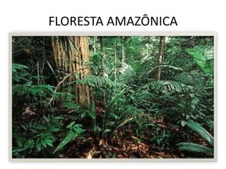 FLORESTA AMAZÔNICA
 