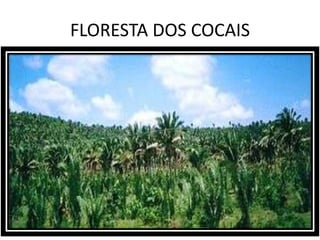 FLORESTA DOS COCAIS
 