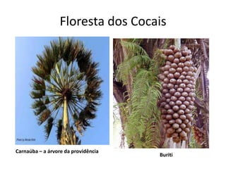 Floresta dos Cocais




Carnaúba – a árvore da providência
                                     Buriti
 