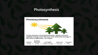 Photosynthesis
 