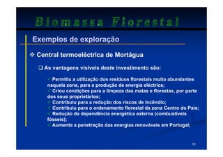 Biomassa Florestal