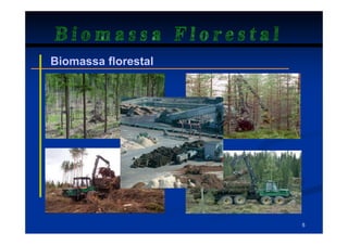 Biomassa Florestal
