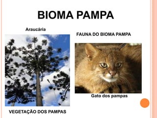 BIOMA PAMPA
Araucária
FAUNA DO BIOMA PAMPA
Gato dos pampas
VEGETAÇÃO DOS PAMPAS