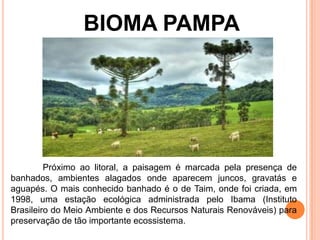 BIOMA PAMPA
Próximo ao litoral, a paisagem é marcada pela presença de
banhados, ambientes alagados onde aparecem juncos, gravatás e
aguapés. O mais conhecido banhado é o de Taim, onde foi criada, em
1998, uma estação ecológica administrada pelo Ibama (Instituto
Brasileiro do Meio Ambiente e dos Recursos Naturais Renováveis) para
preservação de tão importante ecossistema.