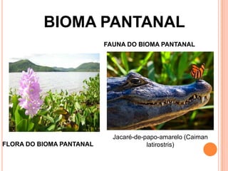 BIOMA PANTANAL
FAUNA DO BIOMA PANTANAL
FLORA DO BIOMA PANTANAL
Jacaré-de-papo-amarelo (Caiman
latirostris)
