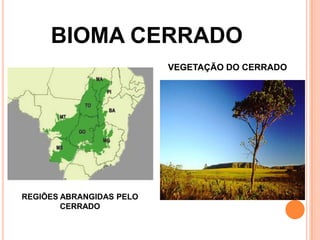 BIOMA CERRADO
VEGETAÇÃO DO CERRADO
REGIÕES ABRANGIDAS PELO
CERRADO