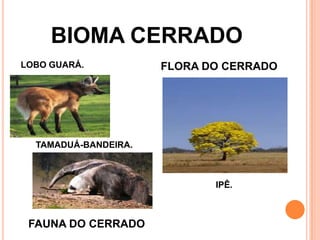 BIOMA CERRADO
LOBO GUARÁ.
FLORA DO CERRADO
TAMADUÁ-BANDEIRA.
IPÊ.
FAUNA DO CERRADO