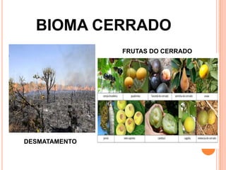 BIOMA CERRADO
FRUTAS DO CERRADO
DESMATAMENTO