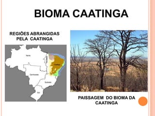 BIOMA CAATINGA
REGIÕES ABRANGIDAS
PELA CAATINGA
PAISSAGEM DO BIOMA DA
CAATINGA