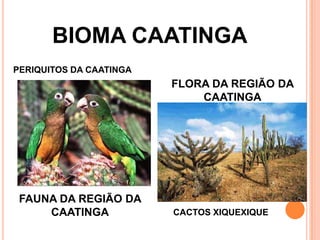 BIOMA CAATINGA
PERIQUITOS DA CAATINGA
FLORA DA REGIÃO DA
CAATINGA
FAUNA DA REGIÃO DA
CAATINGA
CACTOS XIQUEXIQUE