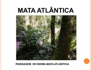 MATA ATLÂNTICA
PAISSAGEM DO BIOMA MATA ATLÂNTICA