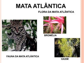 MATA ATLÂNTICA
FLORA DA MATA ATLÂNTICA
BROMÉLIA
FAUNA DA MATA ATLÂNTICA
XAXIM