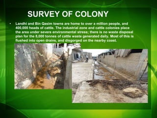 SURVEY OF COLONY
•   Landhi and Bin Qasim towns are home to over a million people, and
    400,000 heads of cattle. The industrial zone and cattle colonies place
    the area under severe environmental stress; there is no waste disposal
    plan for the 8,000 tonnes of cattle waste generated daily. Most of this is
    flushed into open drains, and disgorged on the nearby coast.
 