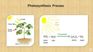 4
Photosynthesis Process
 