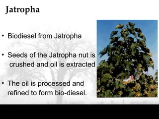 Jatropha
• Biodiesel from Jatropha
• Seeds of the Jatropha nut is
crushed and oil is extracted
• The oil is processed and
refined to form bio-diesel.
 