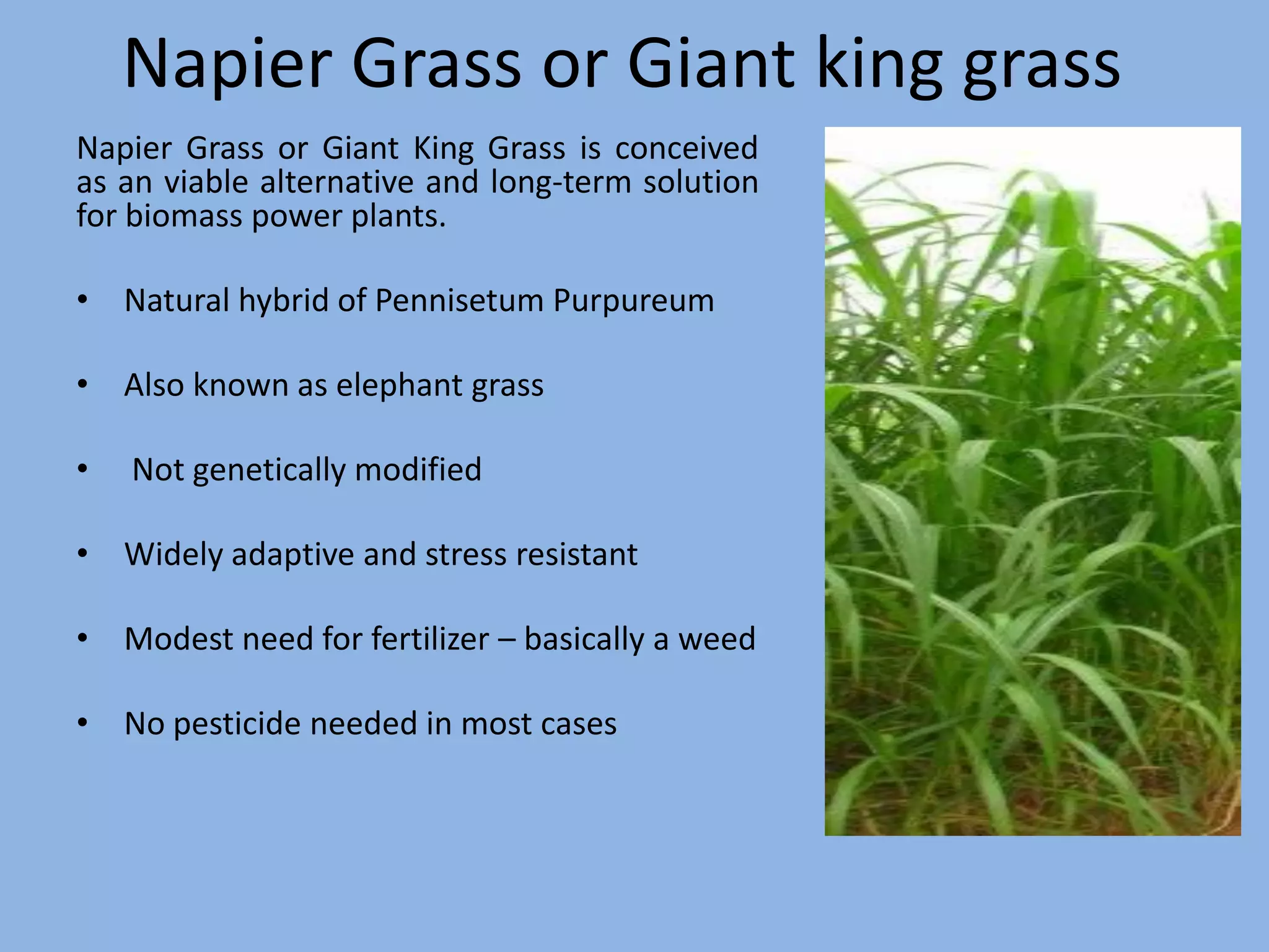 Napier Grass or Giant king grass
Napier Grass or Giant King Grass is conceived
as an viable alternative and long-term solution
for biomass power plants.

• Natural hybrid of Pennisetum Purpureum

• Also known as elephant grass

•   Not genetically modified

• Widely adaptive and stress resistant

• Modest need for fertilizer – basically a weed

• No pesticide needed in most cases
 