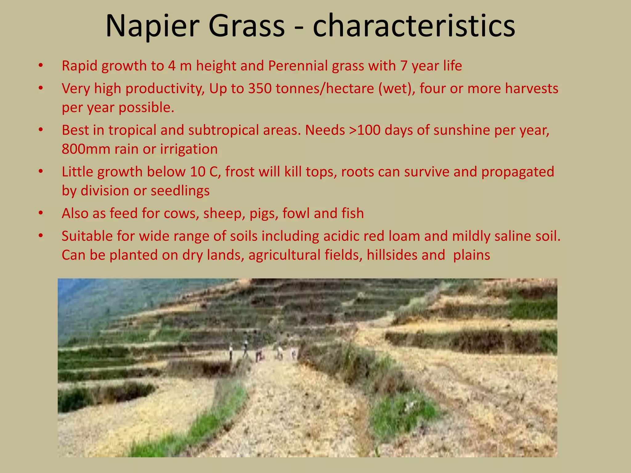 Napier Grass - characteristics
•   Rapid growth to 4 m height and Perennial grass with 7 year life
•   Very high productivity, Up to 350 tonnes/hectare (wet), four or more harvests
    per year possible.
•   Best in tropical and subtropical areas. Needs >100 days of sunshine per year,
    800mm rain or irrigation
•   Little growth below 10 C, frost will kill tops, roots can survive and propagated
    by division or seedlings
•   Also as feed for cows, sheep, pigs, fowl and fish
•   Suitable for wide range of soils including acidic red loam and mildly saline soil.
    Can be planted on dry lands, agricultural fields, hillsides and plains
 