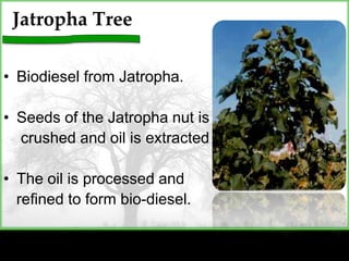 Biomass:an alternative energy source ppt | PPTX