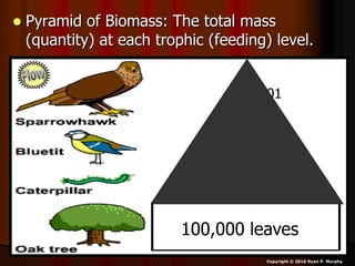 Ecology Pyramid of Numbers, Biomass Pyramid, Ecosystem Lesson ...