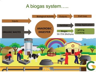 From (bio)mass to (bio)gas - or, how to best utilize urban slaughter waste