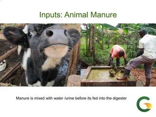 From (bio)mass to (bio)gas - or, how to best utilize urban slaughter waste