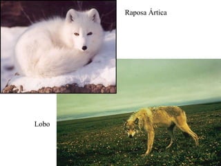 Raposa Ártica Lobo 