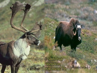 caribu Boi almiscarado 