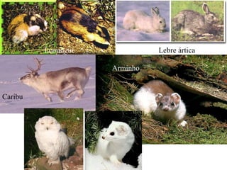 Lemingue Lebre ártica Caribu Arminho 