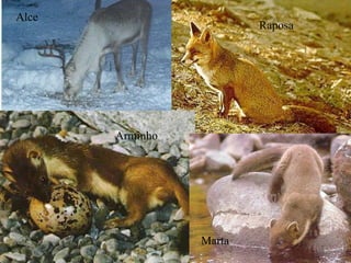 Alce Raposa Arminho Marta 