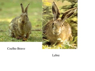 Coelho Bravo Lebre 