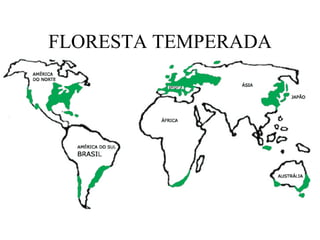 FLORESTA TEMPERADA 